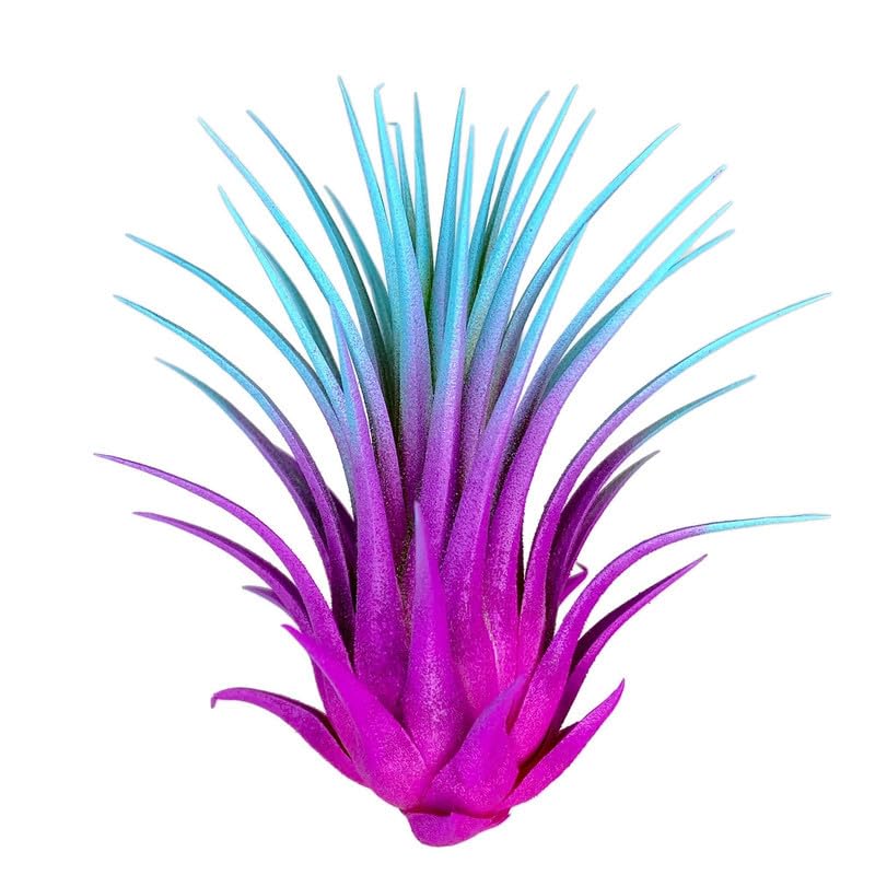 Rainbow 3 Pack, Ionantha Guatemala Tillandsia Air Plant, Live Airplant, Healthy Arrival Guaranteed, Great Indoor Plant, Home Decor & Gift