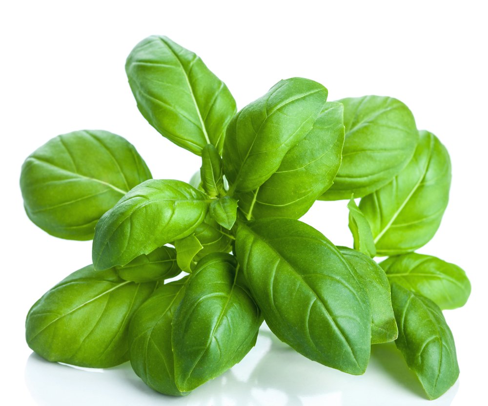 US Organic 100% Pure Basil Essential Oil, USDA Certified Organic, Steam Distilled W/Euro Dropper, 10 ml (More Size Variations Available)