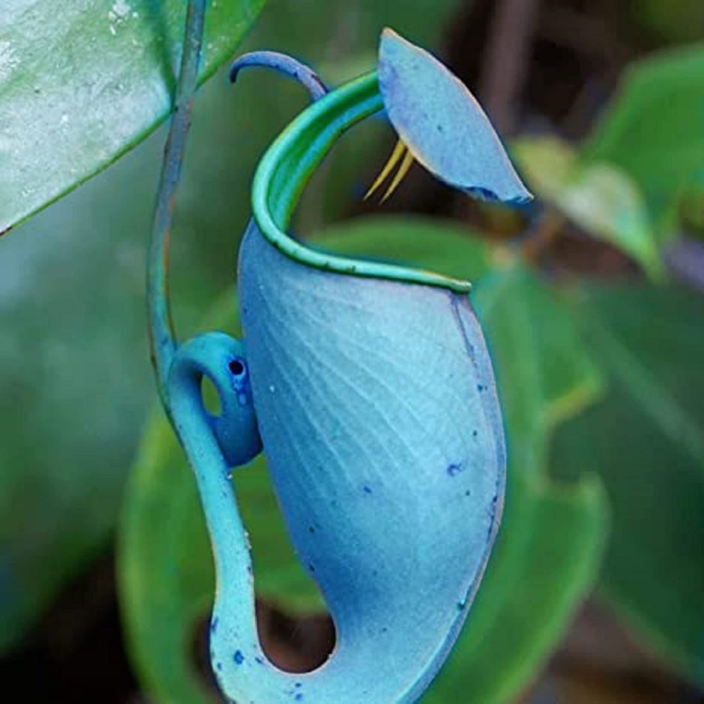 CHUXAY GARDEN Mix Nepenthes-Tropical Pitcher Plants,Monkey Cups,Nepenthaceae 400 Seeds Red Blue Green Potted Bonsai Carnivorous Plants Fast Growing & Maintain