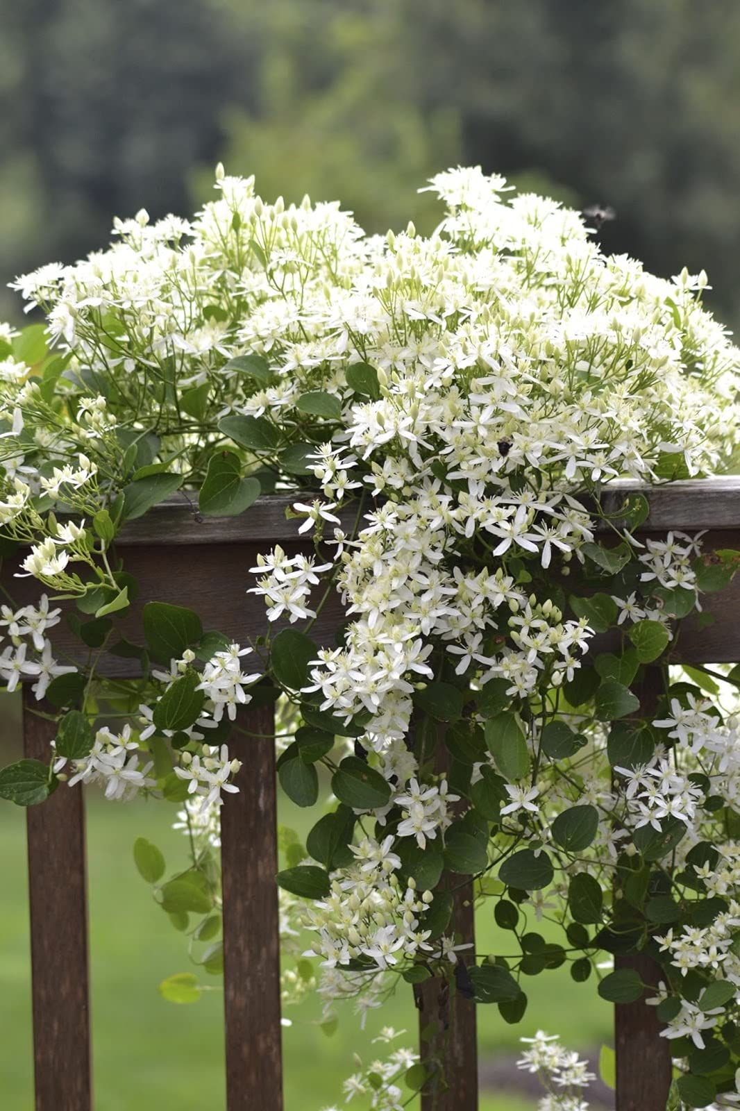 Clematis Sweet Autumn - Live Plant in a 4 Inch Growers Pot - Clematis 'Sweet Autumn' - Starter Plants Ready for The Garden - Beautiful White Flowering Vine