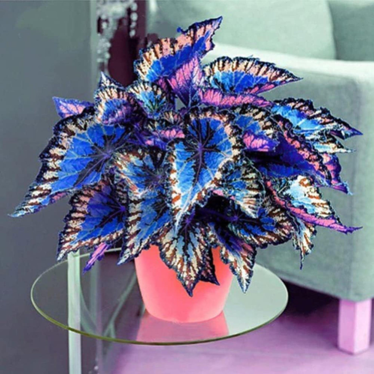 Rare Coleus Popular Ornamental Plant seeds Vibrant Foliage Easy to Maintain Adding Vibrant Accents to Gardens and Containers Used in Container Gardening,Hanging Baskets Outdoor 100Pcs by YEGAOL Garden